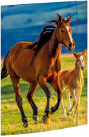 Sammelmappe A3 Free Horses Karton mit Gummizug_1 Sammelmappe A3 Free Horses Karton mit Gummizug_1