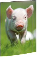 RNK Sammelmappe A3 Schweinchen