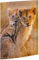 Sammelmappe A3 African Lions_1
