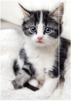 RNK_SAMMELMAPPE_KATZE RNK_SAMMELMAPPE_KATZE